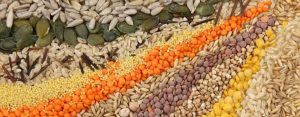 Raw_Materials6